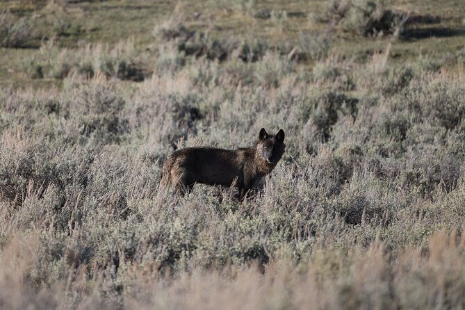 yellowstone-full-day-upper-loop-with-wildlife-adventure-w-lunch-3