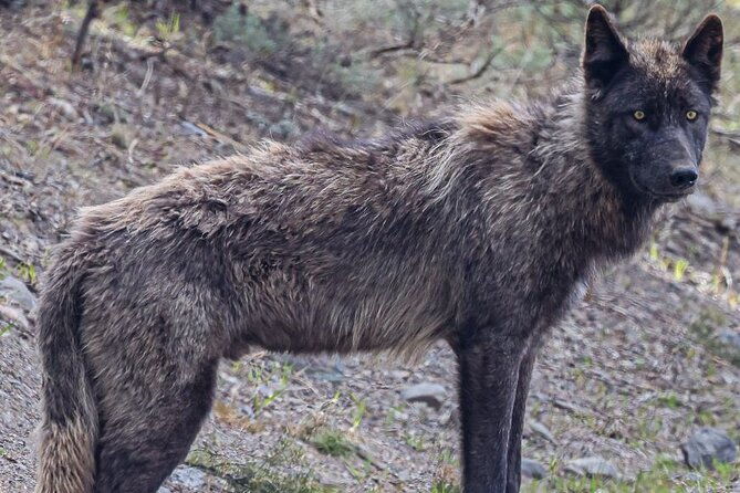yellowstone-full-day-upper-loop-with-wildlife-adventure-w-lunch