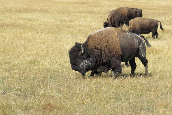 yellowstone-grand-teton-national-parks-ultimate-wildlife-safari