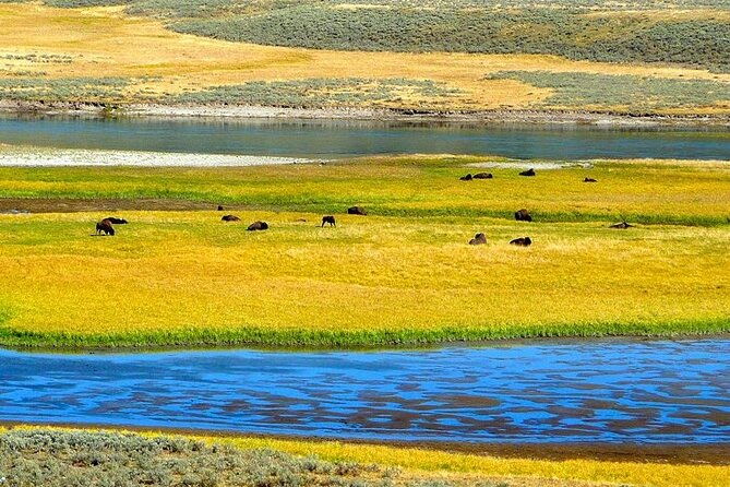 yellowstone-lower-loop-vip-full-day-private-tour-with-lunch-4