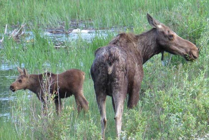 yellowstone-national-park-private-full-day-lower-loop-tour-from-jackson-hole