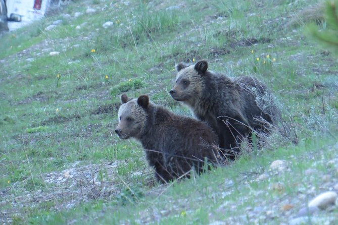 yellowstone-national-park-private-upper-loop-tour-from-west-yellowstone