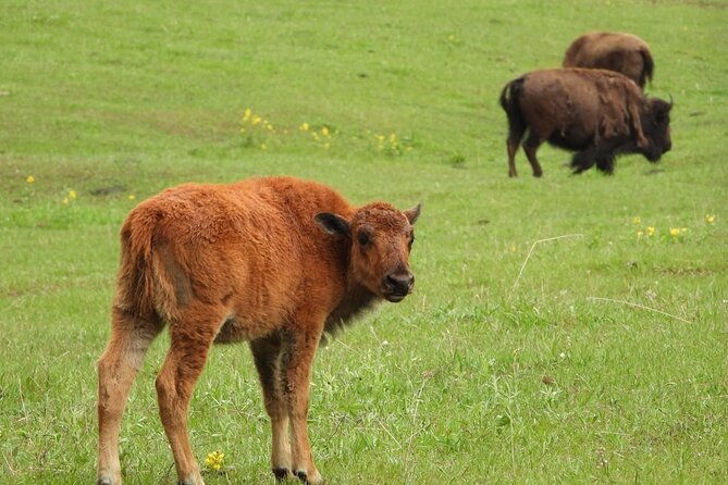 yellowstone-private-full-day-tour