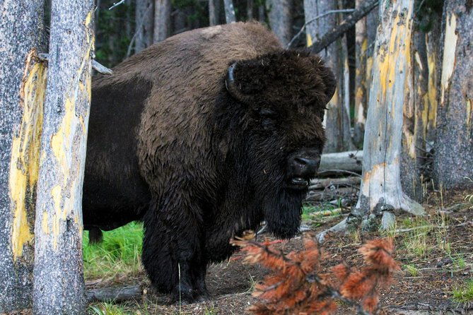 yellowstone-private-lower-loop-adventure-with-lunch
