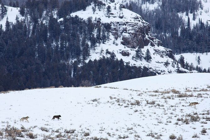yellowstone-snowshoe-safari-from-bozeman-private-tour-2