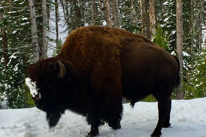yellowstone-wildlife-and-photo-tours-upper-loop-tour-from-cody-2