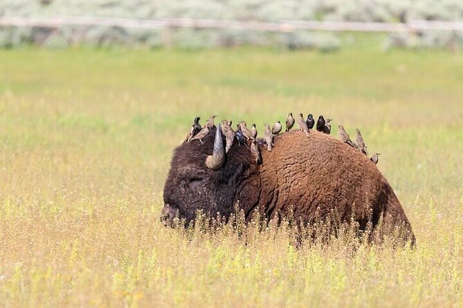 yellowstone-wildlife-safari-in-lamar-valley-from-bozeman-2