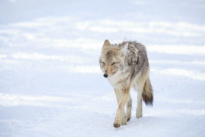 yellowstone-winter-wildlife-safari-from-bozeman-private-tour
