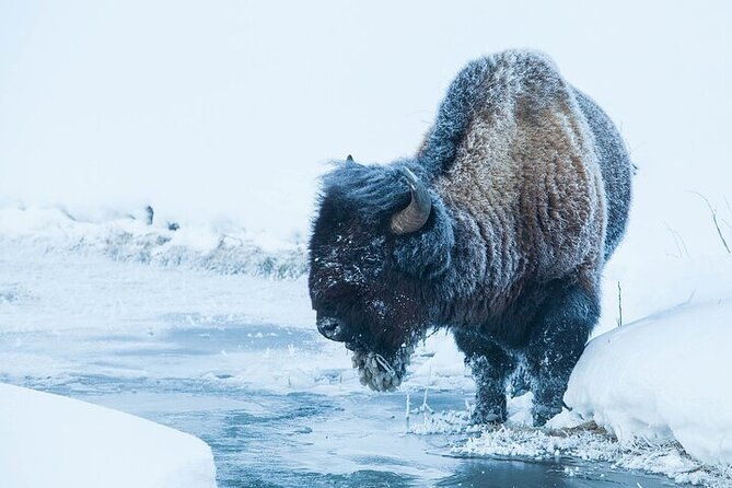 yellowstone-winter-wildlife-safari-from-bozeman