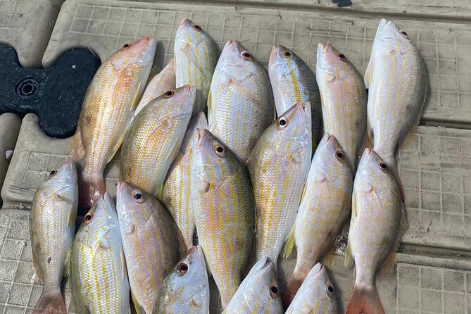 4hr-halfday-private-fishing-tour-in-gracebay