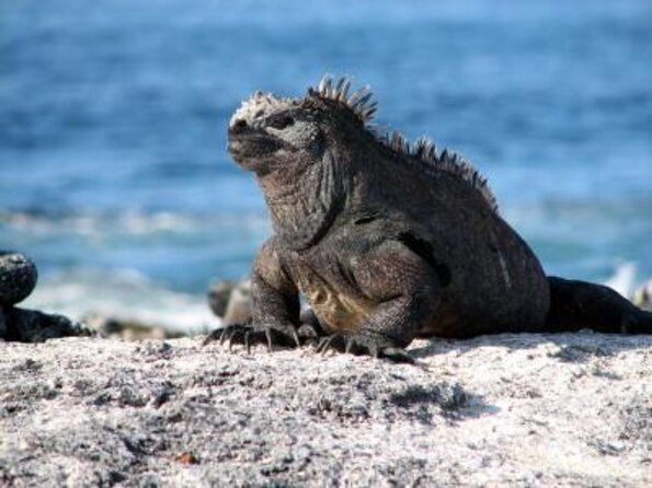 5-day-galapagos-islands-cruise-itinerary-a-west-aboard-the-monserrat-yacht
