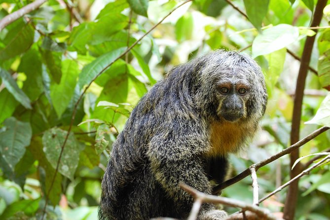 5-day-wildlife-of-the-pacaya-national-park-from-iquitos