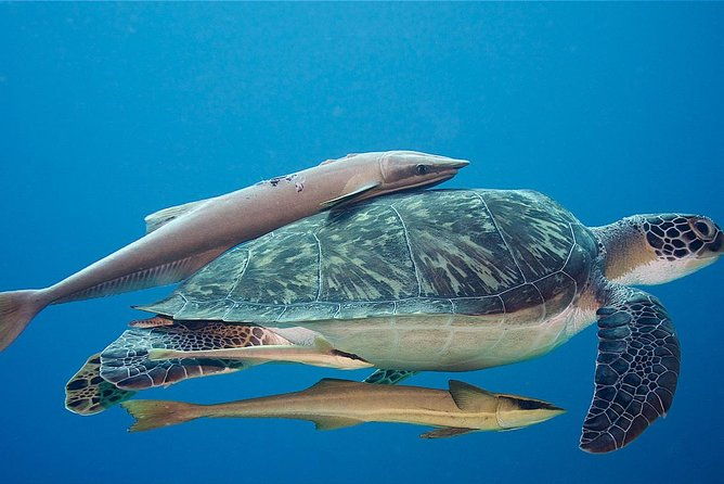 5-dive-scuba-diving-package-in-roatan