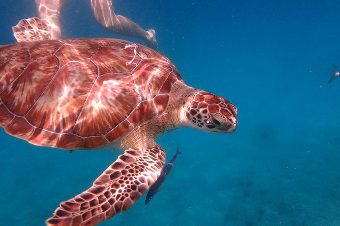 5-hour-small-group-catamaran-cruise-from-bridgetown-with-lunch