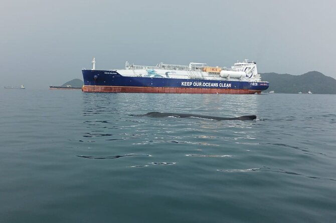 5-hours-whale-watching-experience-from-panama-city