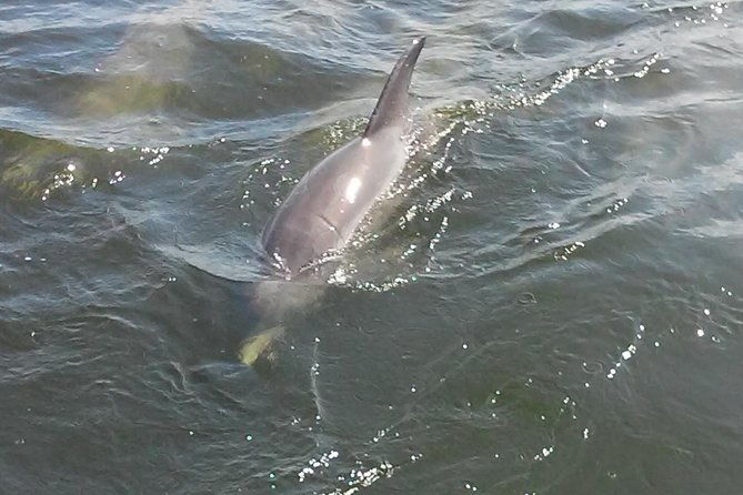 1-5-hour-dolphin-sightseeing-cruise-from-tampa