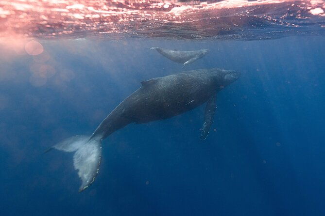 1-5-hour-guided-whale-and-marine-life-tour