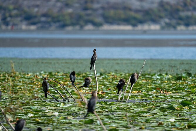 1-hour-kayak-adventure-through-skadar-lake-from-virpazar