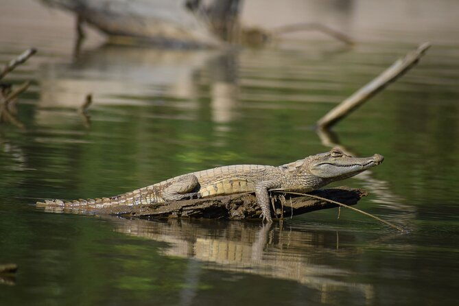 2-day-jungle-tour-lake-sandoval-monkey-island-hikes-caiman-clay-lick