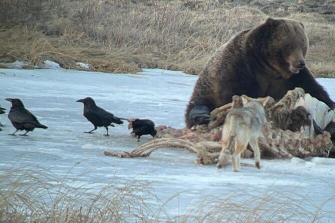 2-day-private-yellowstone-tourlower-and-upper-loops-w-iconic-sites-w-lunch