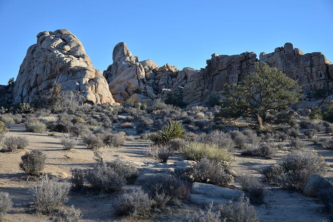 2-days-private-tour-to-joshua-tree-national-park-from-los-angeles