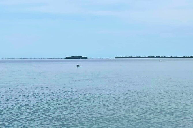 2-hour-dolphin-watching-tour-in-florida