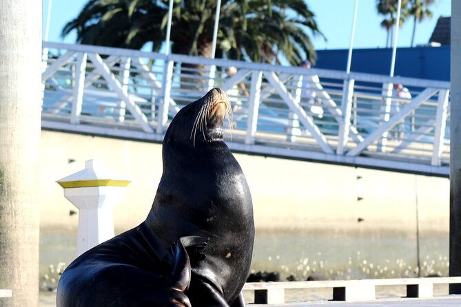 2-hour-kayak-or-paddleboard-with-sea-lions-in-marina-del-rey