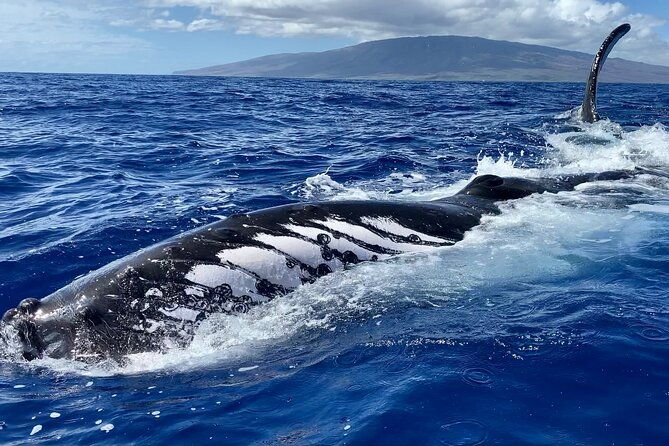 2-hour-prime-time-maui-whale-watching