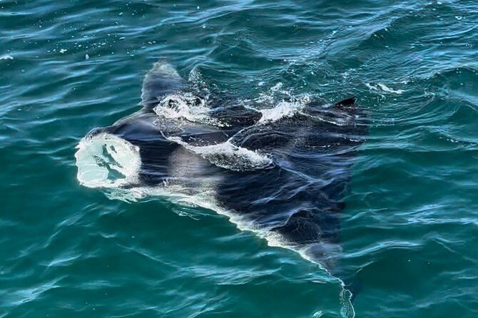 2-hour-private-dolphin-sightseeing-tour