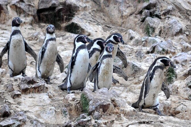 2-hour-tour-to-the-ballestas-islands-from-puerto-san-martin