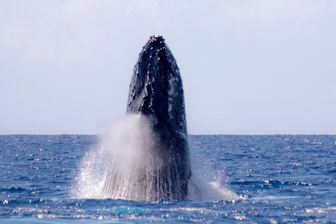 2-hour-waikiki-whale-watching-in-honolulu