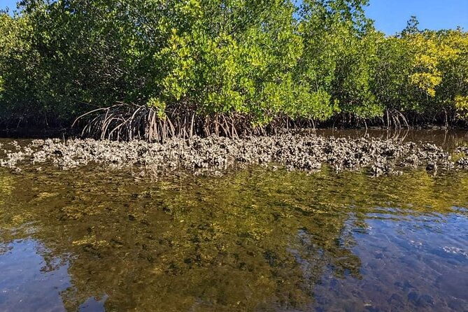 2-hours-kayak-eco-tour-in-tarpon-springs