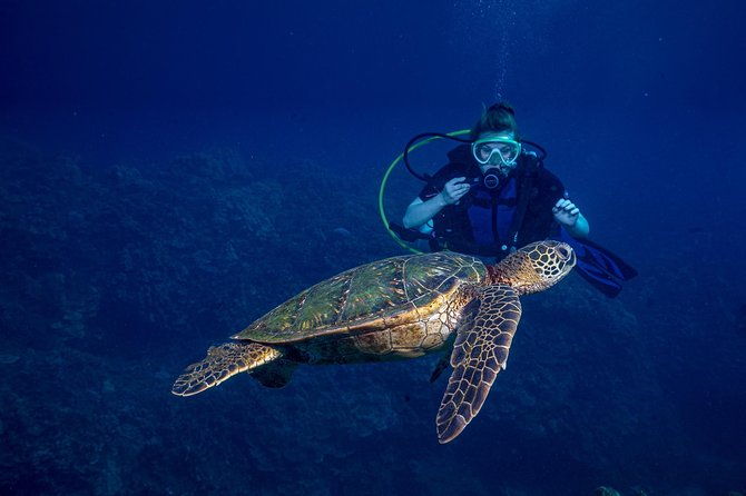 2-tank-maui-turtle-scuba-dive-or-snorkel-boat-tour