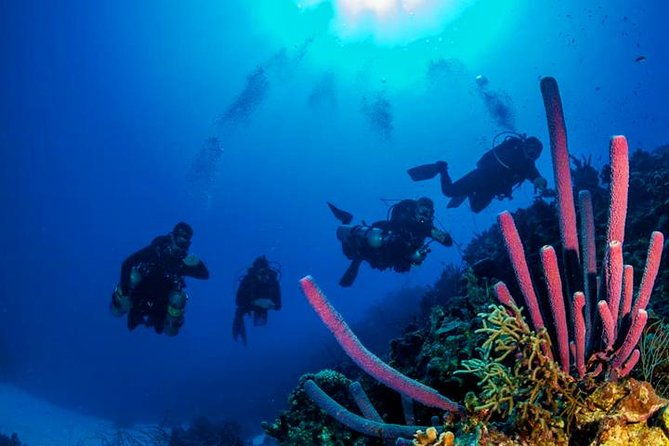 2-tank-roatan-fun-dive-boat-sightseeing-tour-including-ground-transportation