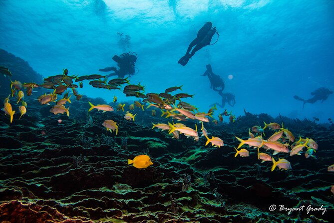 2-tank-shore-dive-at-sea-turtle-cove