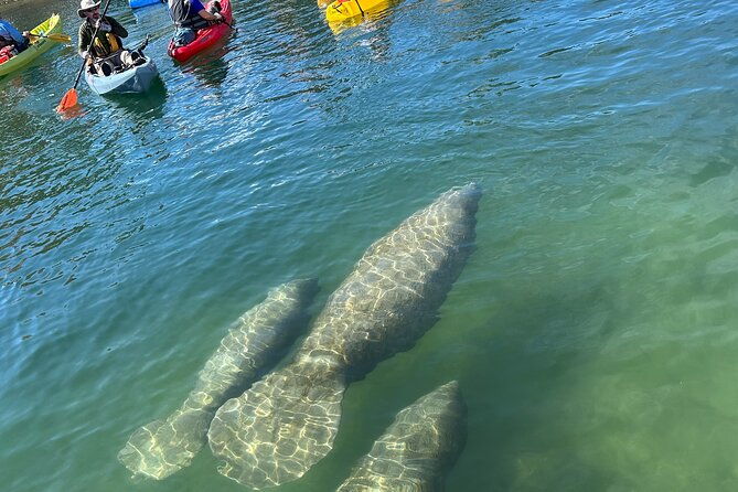 3-hour-guided-single-kayak-adventure