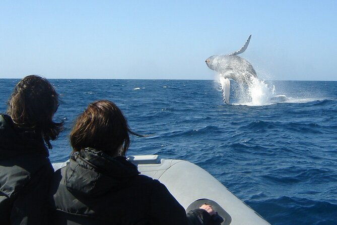 3-hour-guided-whale-and-dolphin-watching-experience-in-san-diego-2