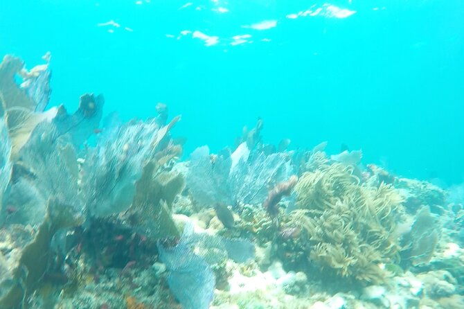 3-hour-private-snorkeling-in-marathon-florida-2