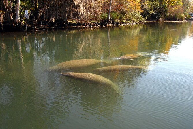 3-hour-see-crystal-river-wildlife-safari-boat-cruise