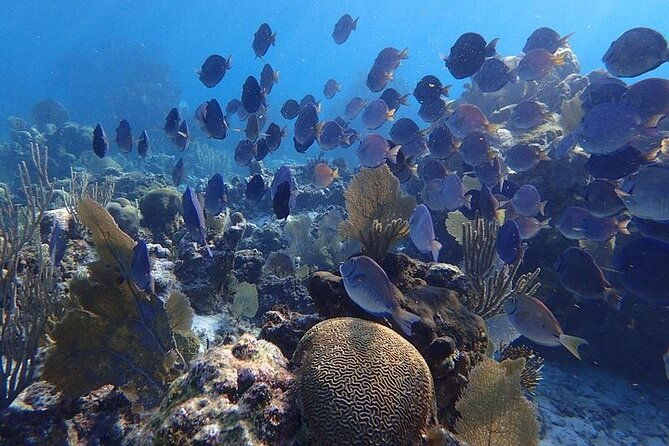 3-stop-snorkel-hopping-beach-in-roatan