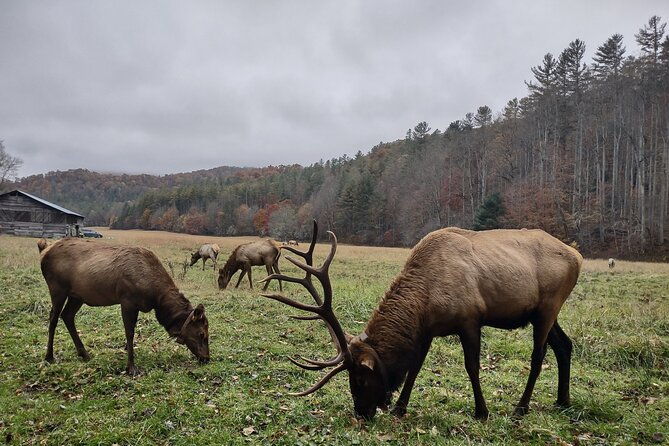 4-hr-utv-eco-elk-wilderness-adventure-2