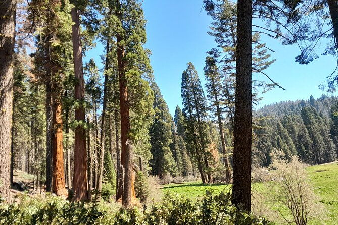 5-star-rated-winter-private-tour-in-sequoia