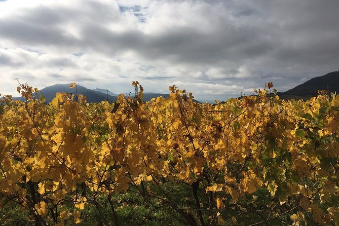 5h00-alsace-private-tour-castle-villages-wine-friendly-driver