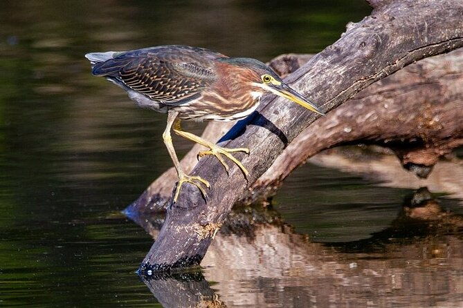 6-hr-tropical-mangroves-coastal-river-and-ocean-wildlife-watch-2