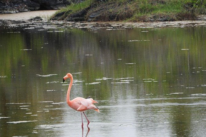 7-day-galapagos-island-hopping-tour-tortuga-bay-tintoreras-wildlife-watching