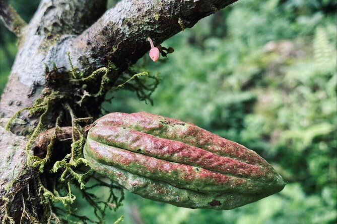 7-hours-chocolate-making-at-bribri-talamanca-with-swimming