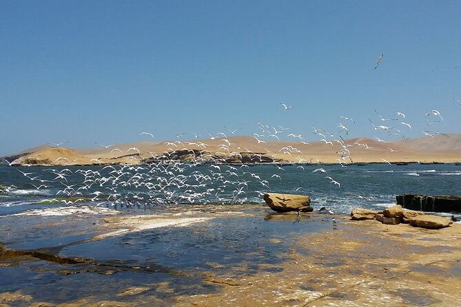 7-hours-tour-in-paracas-national-reserve-with-pickup