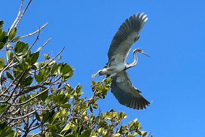 8-hour-jungle-tour-and-lagoon-passage-to-the-ocean-in-fort-pierce