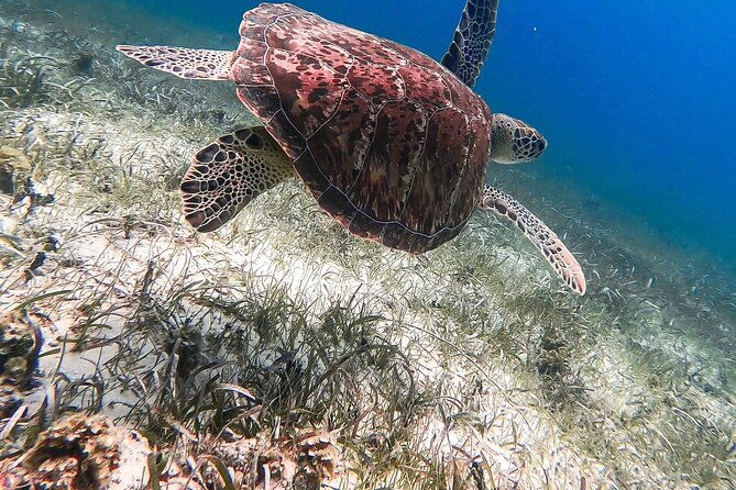 acquarius-stingray-city-and-snorkel-tours