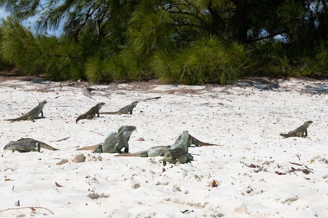 afternoon-half-day-cruise-from-providenciales-with-snorkeling-and-iguana-island